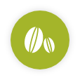 Green Coffee Bean