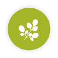 Moringa Leaf