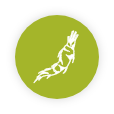 Turmeric Curcumin